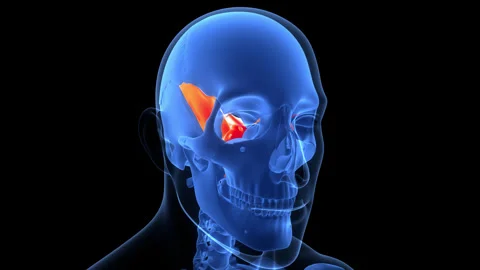Human Skeleton System Skull Bone Parts Sphenoid Anatomy Animation Concept Stock Footage 342296631