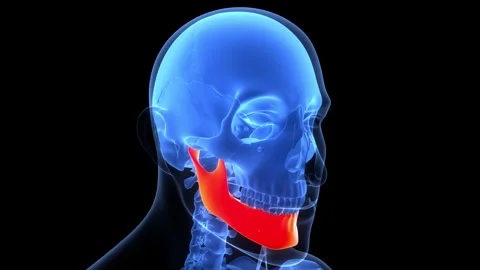 Human Skeleton System Skull Bone Parts Mandible Anatomy Animation Concept Stock Footage 342296634