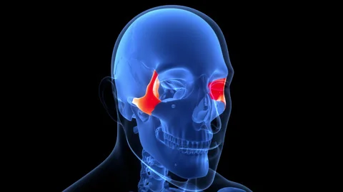 Human Skeleton System Skull Bone Parts Zygomatic Anatomy Animation Concept Stock Footage 342296701