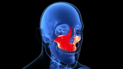 Human Skeleton System Skull Bone Parts Maxilla Anatomy Animation Concept Stock Footage 342296719