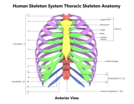 Human Skeleton System Thoracic Skeleton Described with Labels Anatomy Stock Illustration