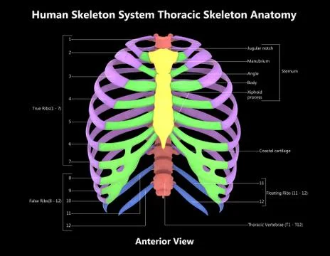Human Skeleton System Thoracic Skeleton Anatomy Anterior View Stock Illustration