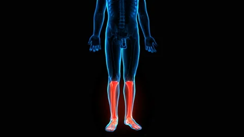 Human Skeleton System Tibia and Fibula Bone Joints Anatomy Animation Concept Stock Footage 137082719