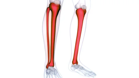 Human Skeleton System Tibia and Fibula Bone Joints Anatomy Animation Concept Stock Footage 266633956