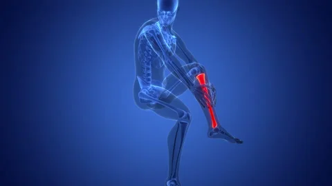 Human Skeleton System Tibia and Fibula Bone Joints Anatomy Animation Concept Video stock 291390929