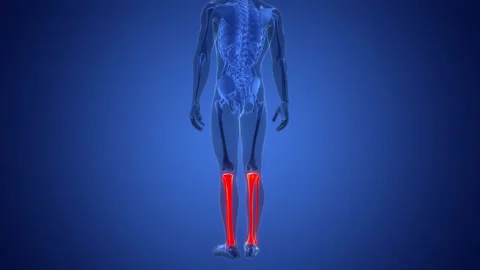 Human Skeleton System Tibia and Fibula Bone Joints Anatomy Animation Concept Stock Footage 291392355