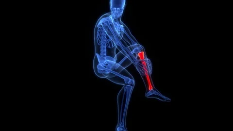 Human Skeleton System Tibia and Fibula Bone Joints Anatomy Animation Concept 動画素材 303626175