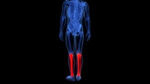 Human Skeleton System Tibia and Fibula Bone Joints Anatomy Animation Concept Stock-Footage 303626667