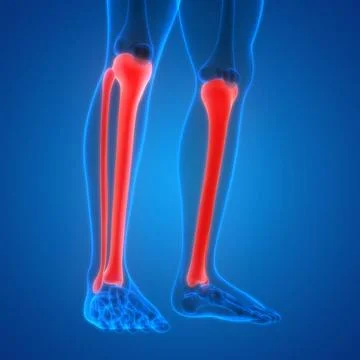 Human Skeleton System Tibia and Fibula Bone Joints Anatomy 3D Illustration... Stock Photos