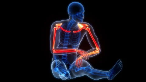 Human Skeleton System Upper Limb Bone Joints Anatomy Animation Concept Stock Footage 266650200