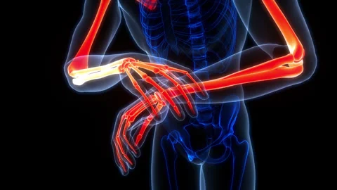 Human Skeleton System Upper Limb Bone Joints Anatomy Animation Concept Stock Footage 266650477