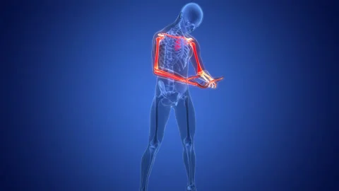 Human Skeleton System Upper Limb Bone Joints Anatomy Animation Concept Video stock 286017430