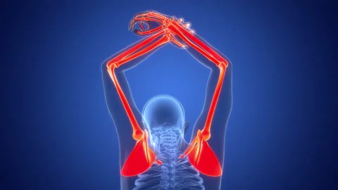 Human Skeleton System Upper Limb Bone Joints Anatomy Animation Concept Stock Footage 290339993