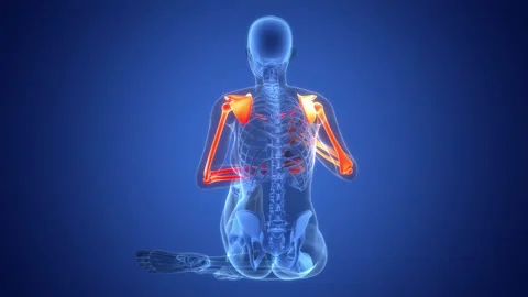 Human Skeleton System Upper Limb Bone Joints Anatomy Animation Concept Stock Footage 291391259