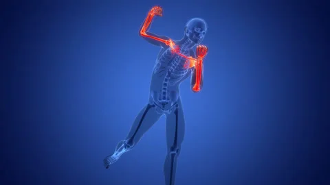Human Skeleton System Upper Limb Bone Joints Anatomy Animation Concept Stock Footage 291392953