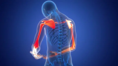 Human Skeleton System Upper Limb Bone Joints Anatomy Animation Concept Stock Footage 303621702
