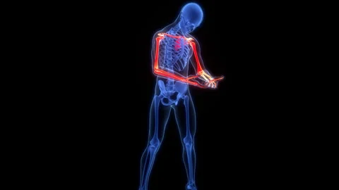 Human Skeleton System Upper Limb Bone Joints Anatomy Animation Concept Video stock 303623704