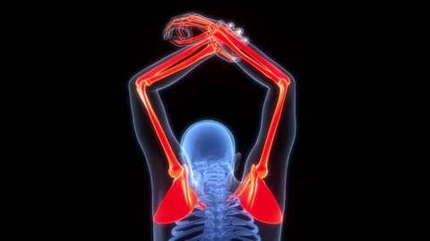 Human Skeleton System Upper Limb Bone Joints Anatomy Animation Concept Stock-Footage 303624866