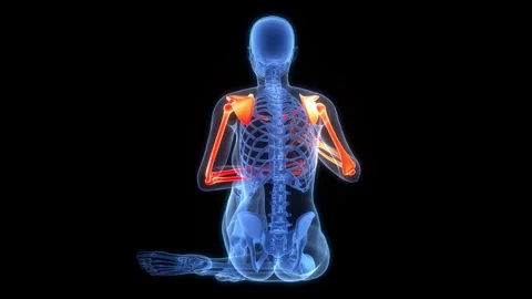 Human Skeleton System Upper Limb Bone Joints Anatomy Animation Concept Stock-Footage 303626288