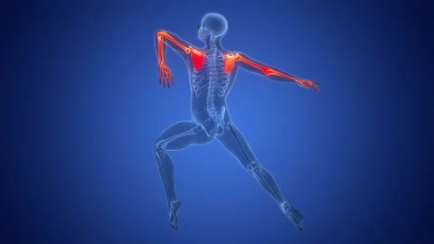 Human Skeleton System Upper Limb Bone Joints Anatomy Animation Concept Stock-Footage 303627882
