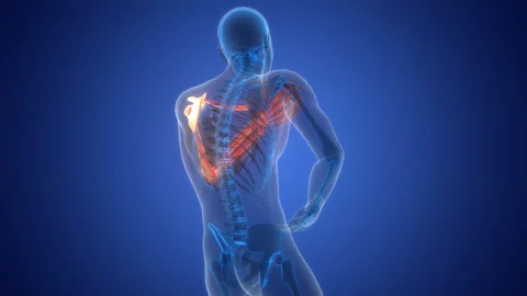 Human Skeleton System Upper Limb Bone Joints Anatomy Animation Concept 스톡 동영상 303628733