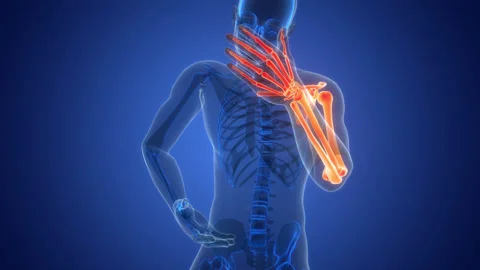 Human Skeleton System Upper Limb Bone Joints Anatomy Animation Concept 스톡 동영상 303628850