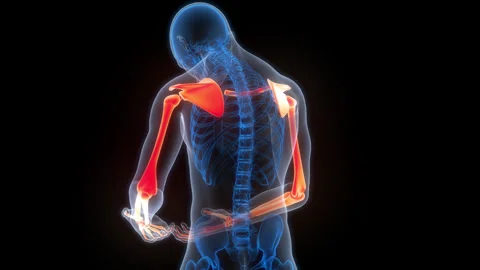 Human Skeleton System Upper Limb Bone Joints Anatomy Animation Concept Vídeo Stock 307403519