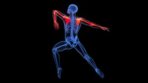 Human Skeleton System Upper Limb Bone Joints Anatomy Animation Concept Stock Footage 307405401
