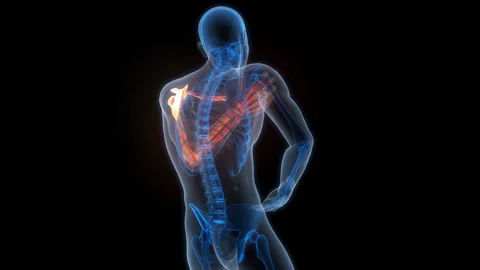 Human Skeleton System Upper Limb Bone Joints Anatomy Animation Concept Видео 307406825