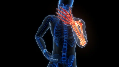 Human Skeleton System Upper Limb Bone Joints Anatomy Animation Concept 스톡 동영상 307406897