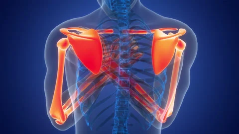 Human Skeleton System Upper Limb Bone Joints Anatomy Animation Concept Stock Footage 307416532
