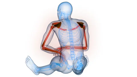 Human Skeleton System Upper Limb Bone Joints Anatomy Animation Concept Video stock 331860987