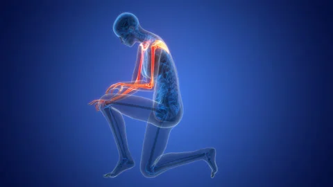 Human Skeleton System Upper Limb Bone Joints Anatomy Animation Concept Vídeos de archivo 331861692