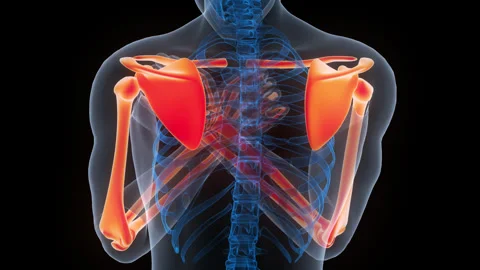 Human Skeleton System Upper Limb Bone Joints Anatomy Animation Concept Video stock 340013629