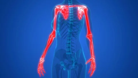 Human Skeleton System Upper Limbs Anatomy Stock Footage 98479975