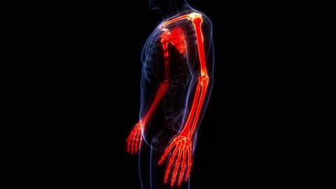 Human Skeleton System Upper Limbs Bone Joints Anatomy Animation Concept Stock-Footage 200867180