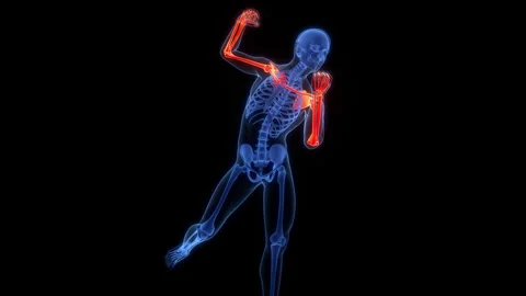 Human Skeleton System Upper Limbs Bone Joints Anatomy Animation Concept Stock-Footage 303626847