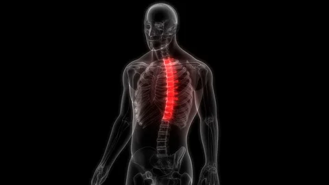 Human Skeleton System Vertebral Column Thoracic Vertebrae Anatomy Stock Footage 106346027