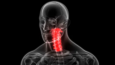 Human Skeleton System Vertebral Column Cervical Vertebrae Anatomy Video stock 106346056