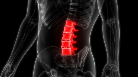 Human Skeleton System Vertebral Column Lumbar Vertebrae Anatomy Stock Footage 106346132