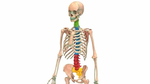 Human Skeleton System Vertebral Column Anatomy 스톡 동영상 114564135