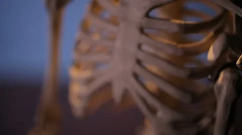 Human skeleton. Thorax and skull. Video stock 22239765