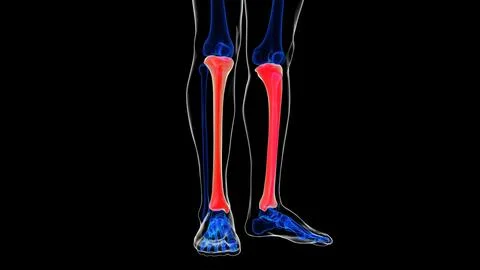 Human skeleton Tibia bone anatomy 3D rendering for medical concept 库存插图