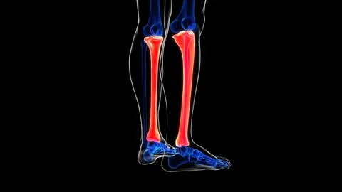 Human skeleton Tibia bone anatomy 3D rendering for medical concept Illustrazione stock