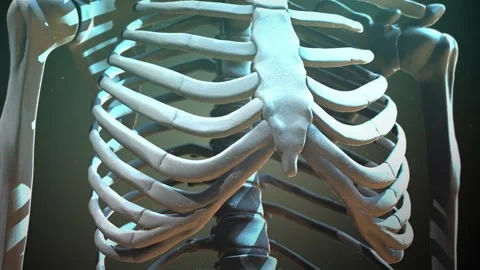 Human Skeleton Torso and Ribs Cinematic Medical Animation 動画素材 338252082