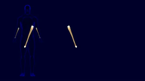 Human skeleton Ulna Bone Anatomy 3D Illustration Stock Footage 150894903