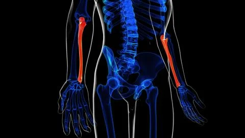 Human skeleton ulna bone anatomy for medical concept 3D rendering Ilustración de archivo