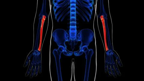 Human skeleton ulna bone anatomy for medical concept 3D rendering Stock Illustration
