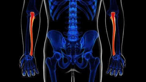 Human skeleton ulna bone anatomy for medical concept 3D rendering Stock Illustration