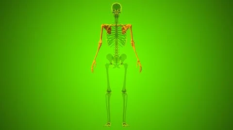 Human Skeleton Upper Limbs Anatomy 3D Stock Illustration